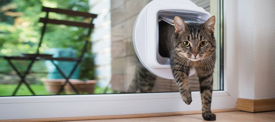 passagatto passagatto