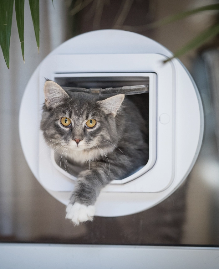 sportello gatti porta vetro