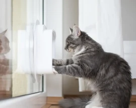 gattaiola vetro doppio gattaiola vetro doppio