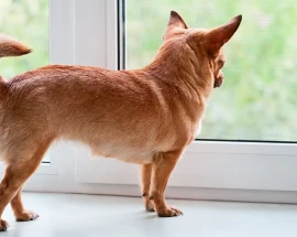 passagatto cane per vetro passagatto cane per vetro